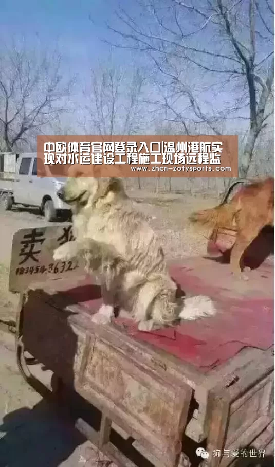 中欧体育官网登录入口